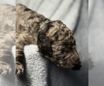 Small Photo #3 Goldendoodle Puppy For Sale in HOWARD CITY, MI, USA