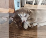 Small #12 Australian Shepherd-Siberian Husky Mix