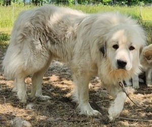 Father of the Great Pyrenees puppies born on 04/04/2023