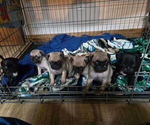 Pug Puppy for sale in ROCKDALE, TX, USA