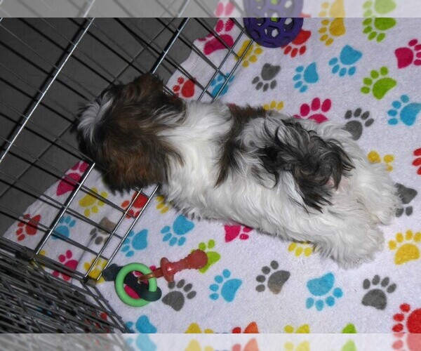 Medium Photo #13 Mal-Shi Puppy For Sale in ORO VALLEY, AZ, USA