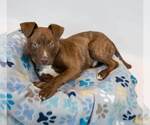 Small #7 Mutt