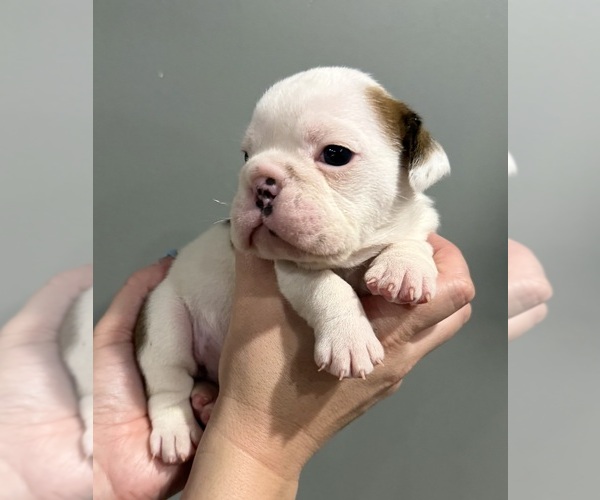 Medium Photo #33 English Bulldog Puppy For Sale in EVEREST, KS, USA