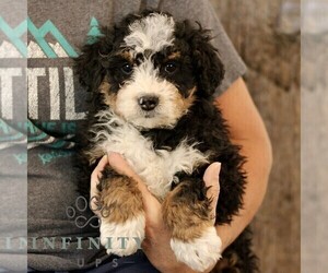 Bernedoodle (Miniature) Puppy for sale in NARVON, PA, USA