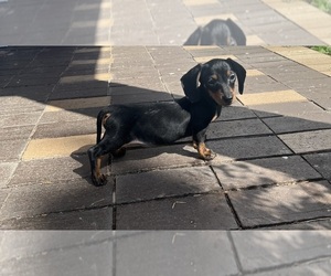 Dachshund Puppy for sale in DAYTONA BEACH, FL, USA