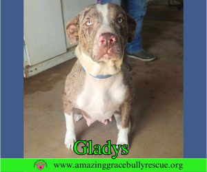 Australian Shepherd-Unknown Mix Dogs for adoption in Milton, FL, USA