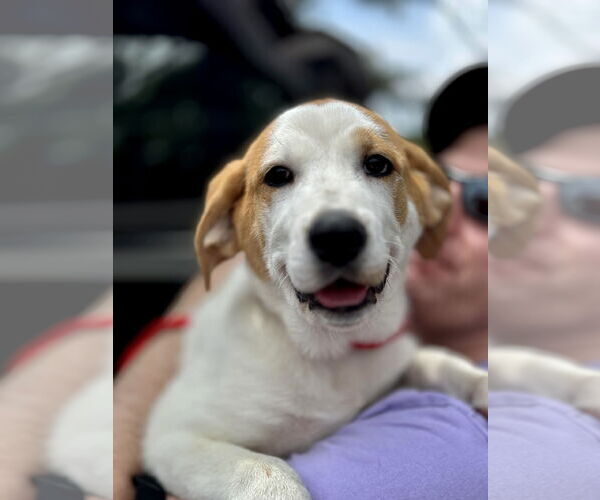 Medium Photo #4 Great Pyrenees-Unknown Mix Puppy For Sale in Mount Laurel, NJ, USA