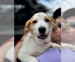 Small #3 Great Pyrenees Mix