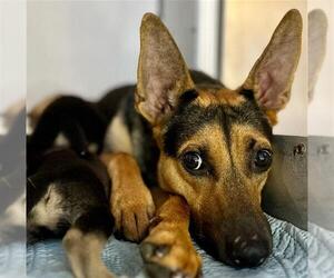 German Shepherd Dog Dogs for adoption in Stockton, CA, USA
