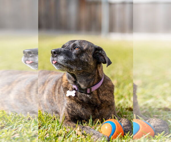 Medium Photo #6 Boxer-Unknown Mix Puppy For Sale in Fort Worth, TX, USA