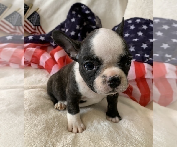 Medium Photo #10 French Bulldog Puppy For Sale in JOHNS ISLAND, SC, USA