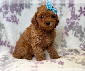 Cavapoo-Poodle (Miniature) Mix Puppy for sale in LAKELAND, FL, USA