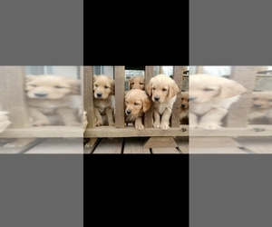 Golden Retriever Puppy for Sale in BERGER, Missouri USA