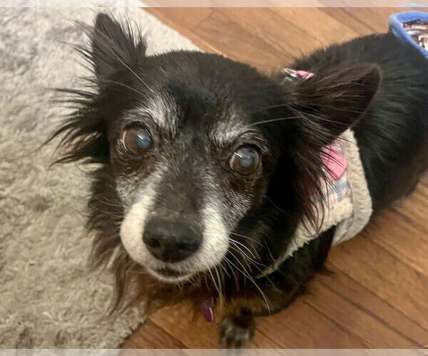 Medium Photo #3 Chihuahua-Unknown Mix Puppy For Sale in Corona, CA, USA