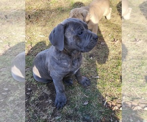 Cane Corso Puppy for Sale in NUNICA, Michigan USA
