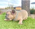 Small #7 French Bulldog
