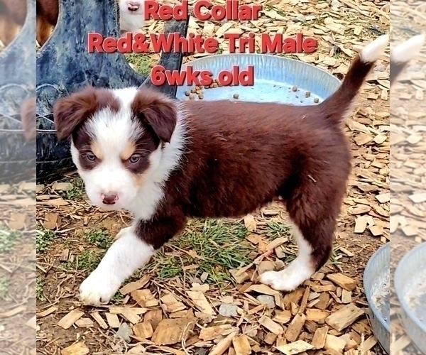 Medium Photo #12 Border Collie Puppy For Sale in BYBEE, TN, USA