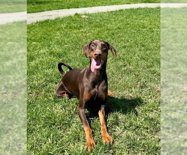 Medium Photo #1 Doberman Pinscher Puppy For Sale in Toronto, Ontario, Canada