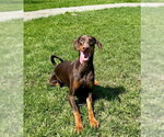 Small Doberman Pinscher