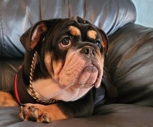 Medium English Bulldog