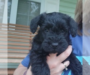 Schnoodle (Miniature) Puppy for sale in PHILLIPSBURG, MO, USA