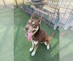 Small #1 German Shepherd Dog-Siberian Husky Mix
