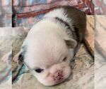 Puppy Cheddar Pug