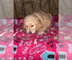 Small #22 Golden Retriever