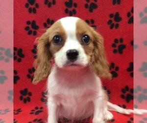 Cavalier King Charles Spaniel Puppy for sale in RUDOLPH, OH, USA