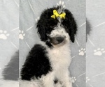 Small Photo #24 Goldendoodle Puppy For Sale in DOLPH, AR, USA