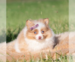 Small #4 Pomeranian