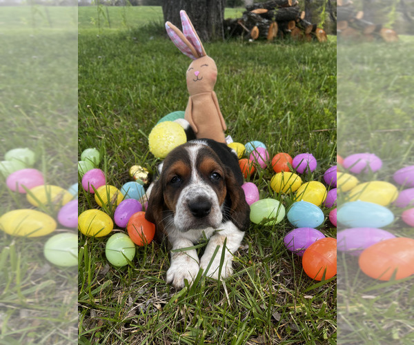 Medium Photo #2 Basset Hound Puppy For Sale in PLATO, MO, USA