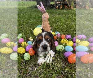 Medium Basset Hound