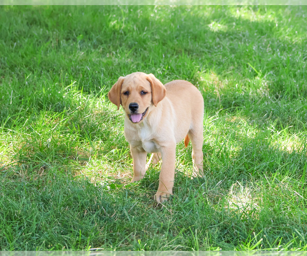 Medium Photo #1 Labrador Retriever Puppy For Sale in SYRACUSE, IN, USA