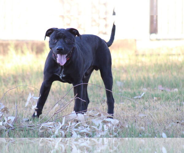 Medium Photo #2 Staffordshire Bull Terrier-Unknown Mix Puppy For Sale in El Centro, CA, USA