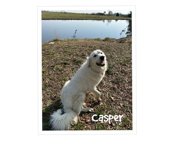 Medium Photo #1 Great Pyrenees Puppy For Sale in MARSHVILLE, NC, USA