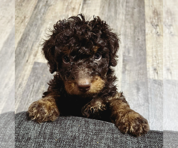 Medium Photo #65 Golden Mountain Doodle  Puppy For Sale in REYNOLDSBURG, OH, USA
