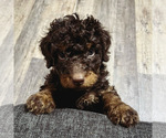 Small Photo #65 Golden Mountain Doodle  Puppy For Sale in REYNOLDSBURG, OH, USA