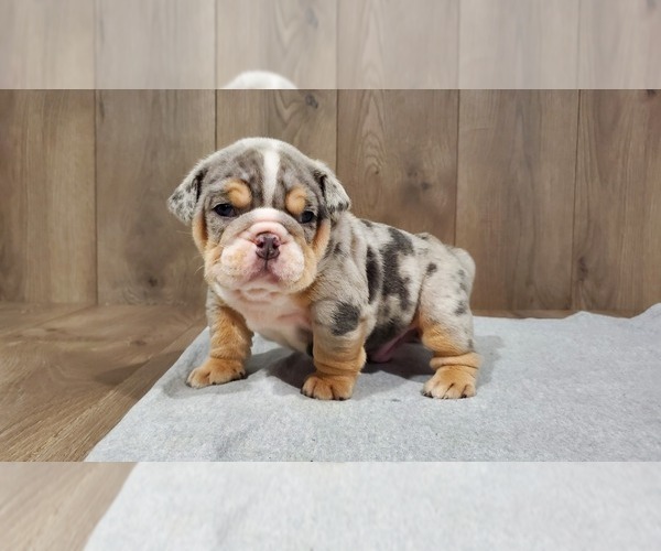 Medium Photo #3 Bulldog Puppy For Sale in DENVER, CO, USA