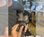 Small #4 F2 Aussiedoodle