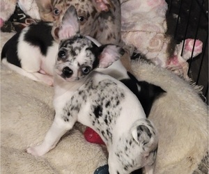 Chihuahua Puppy for sale in BLUE RIVER, WI, USA