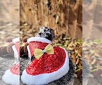 Small Photo #6 Faux Frenchbo Bulldog Puppy For Sale in PASCO, WA, USA