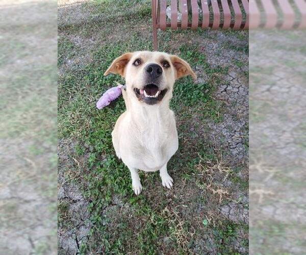 Medium Photo #3 Labrador Retriever-Unknown Mix Puppy For Sale in Corpus Christi, TX, USA