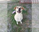 Small #2 Labrador Retriever Mix
