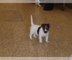 Puppy fiona Jack Russell Terrier