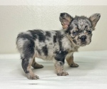 Small #15 French Bulldog