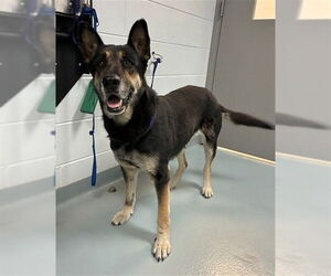 German Shepherd Dog-Unknown Mix Dogs for adoption in St. Cloud, FL, USA