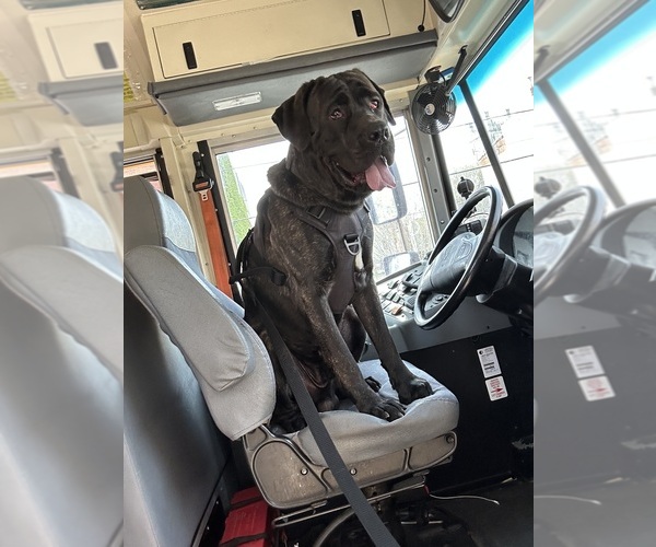 Medium Photo #1 Cane Corso Puppy For Sale in PHILADELPHIA, PA, USA