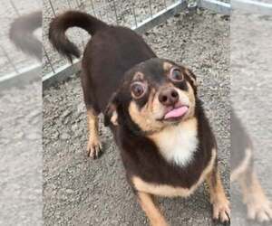 Celia - Female Chiweenie Dog for Adoption - Photo #2
