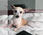 Small #1 Chihuahua Mix